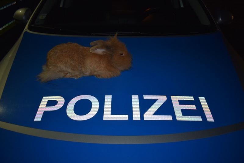 Wer vermisst das Kaninchen?