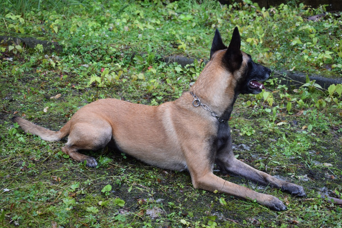 Polizei setzt Spezialhund am Brandort ein
