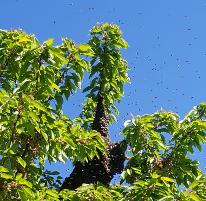 Bienenvolk lässt sich in Wohnsiedlung nieder