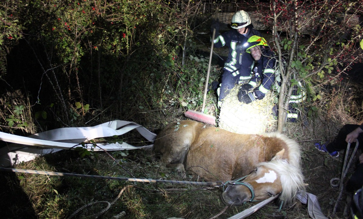 Feuerwehr rettet Pferd aus Graben